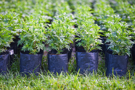 在托儿所室外幼苗中黑塑料袋的马里格德植物树小马里格德花芽的原始树背景图片