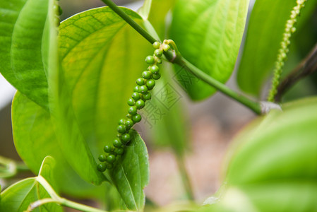 圆树叶PipernigrumLinn在树上喷洒新鲜绿胡椒背景