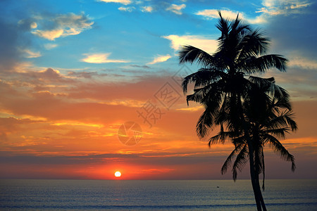 在海面大日落的背景下在彩虹椰子棕榈树上图片