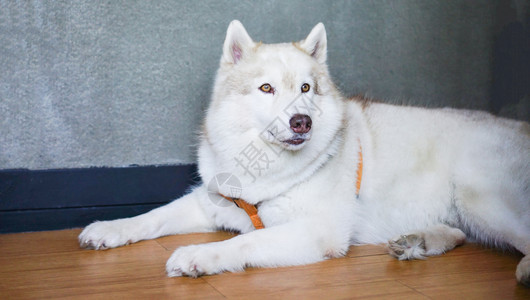 白狗躺在家中西伯利亚哈斯基狗的地板上图片