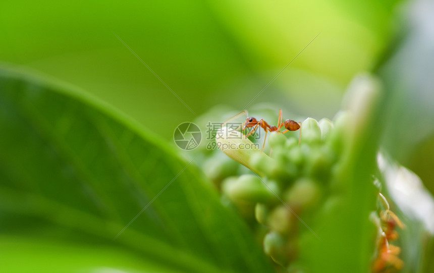 在非果或莫琳达克里福利亚上站立的蚂蚁行动图片