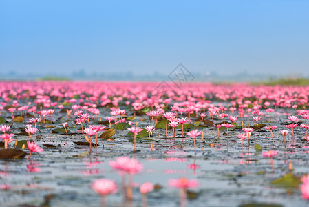 泰国乌登萨尼UdonThani晨间地标水自然景观上带红莲花的湖河图片