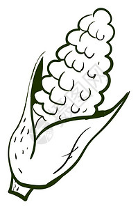 粮食玉米图画插白色背景的矢量插画