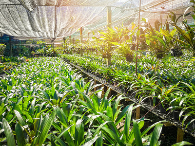 园林圃装饰和花绿植物种和挂在屋顶的花园温室图片