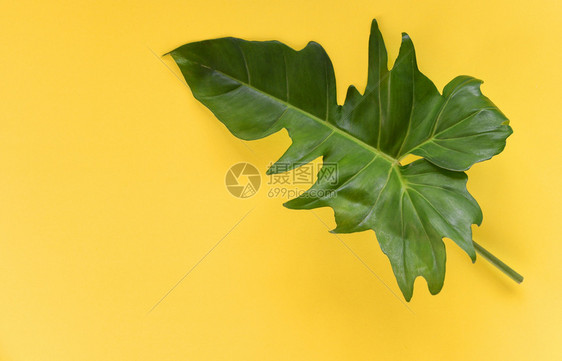 绿叶热带植物丛林黄底有菲律登叶图片