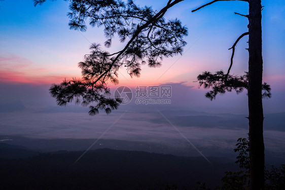 美丽的日出紫色和蓝的天空在顶端观山悬崖和树枝双影松景观雾背图片