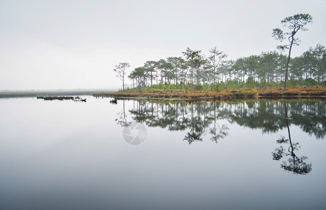 树背景为松潮湿天气暗淡树木在河流湖上反射图片