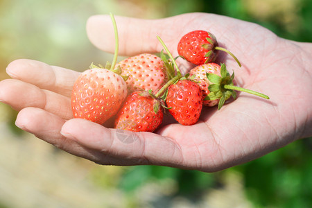 从草莓农场有机花果中摘草莓新鲜收获的背景图片