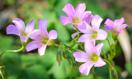 美丽的紫兰花春图片