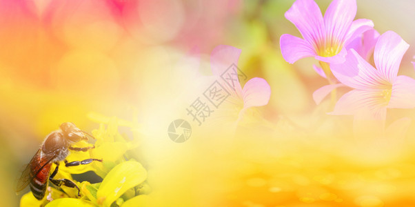 自然黄色背景横幅抽象模糊黄色花朵春夏昆虫蜜蜂收集花粉在园养蜜蜂图片