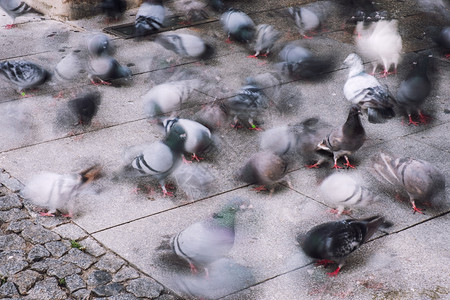 街上阴暗的鸽子人群城市在街上吃东西图片