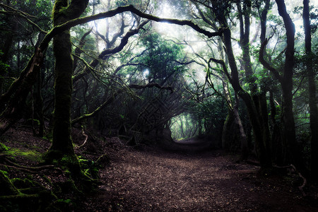 穿过森林的迷雾图片