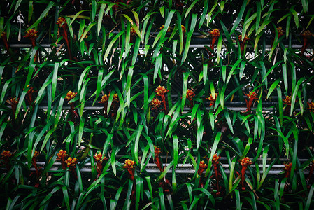 绿色模式的抽象纹理树叶为bromiliad红橙色花背景植物墙概念图片