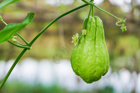 葫芦菜园中的茶叶果菜园中新鲜的茶叶植物背景