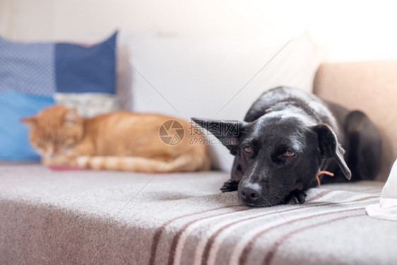 可爱的黑小狗和猫咪在家沙发上放松图片