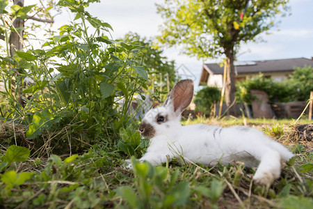 兔子躺在草地上图片