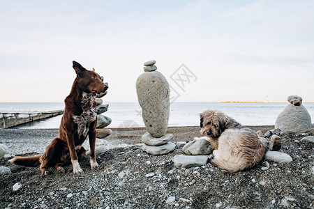 在海滨的模糊背景之下站在彼此上方的一块石头图象靠近走狗的石头形状狗仰慕海景图片