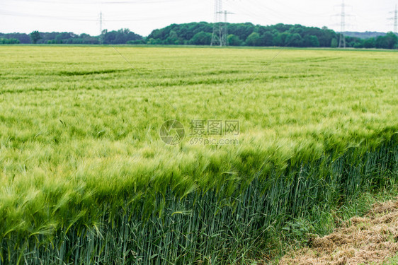 野外种植的青绿色大麦图片