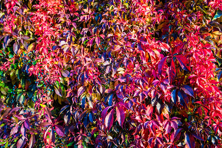 自然栅栏树叶秋天换颜色图片