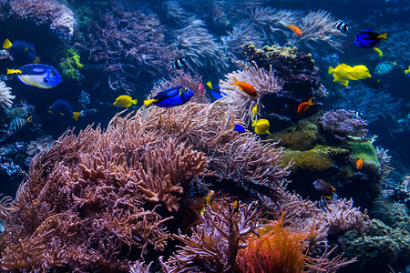 具有丰富多彩鱼类和海洋生物的珊瑚礁景观图片
