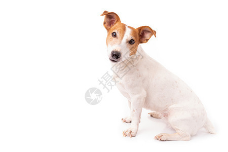 JackRussellTerrier在演播室孤立于白人背景图片