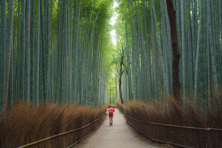 一名身着日本传统和服的亚裔妇女在日本京都旅行度假出外时站在竹林着自然公园中的高树自然景观背图片