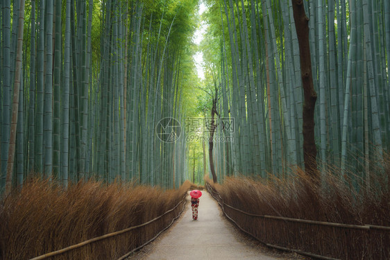 一名身着日本传统和服的亚裔妇女在日本京都旅行度假出外时站在竹林着自然公园中的高树自然景观背图片