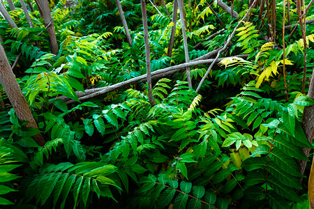 一遍树林森林下层的绿树丛joaquincorbalancom背景