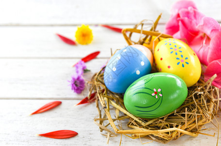 复活节的鸡蛋装饰在鸟巢中着色彩多的格拉迪奥卢斯白底花瓣图片