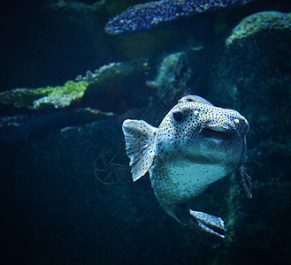 在海洋中游生物的黑斑浮游鱼狗脸图片