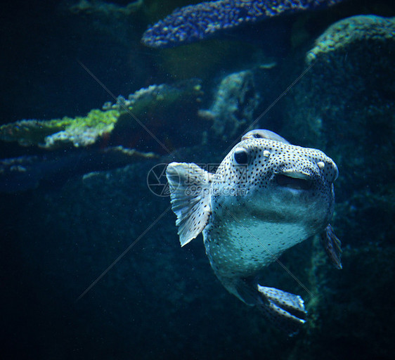 在海洋中游生物的黑斑浮游鱼狗脸图片