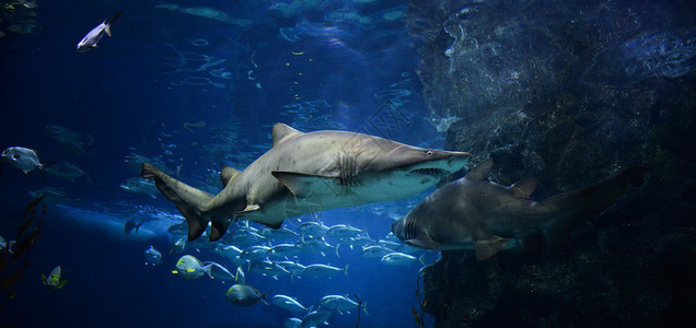 海底鲨鱼在海洋中游泳的生物图片