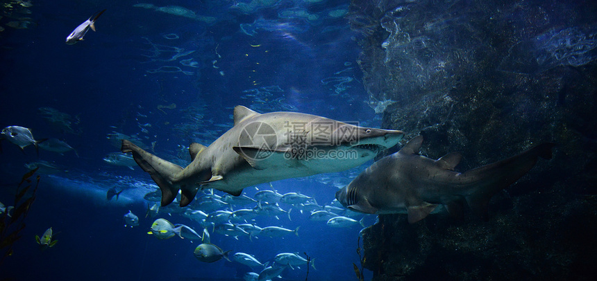 海底鲨鱼在海洋中游泳的生物图片