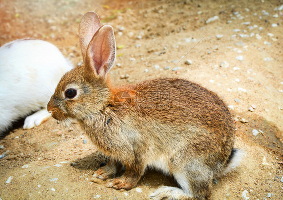 坐在野兔养殖动物的地上图片
