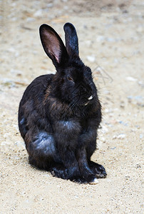黑兔子坐在动物宠农场的地上图片
