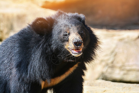 亚洲黑熊胸前的V形状是白羊毛接近亚洲黑熊在夏天放松图片