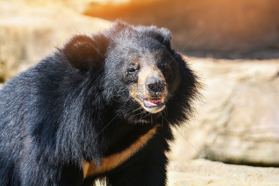 亚洲黑熊胸前的V形状是白羊毛接近亚洲黑熊在夏天放松图片