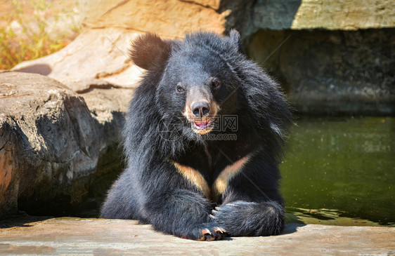亚洲黑熊胸前五型是白羊毛接近亚洲黑熊夏天在水中放松图片