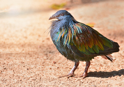 尼科巴尔鸽野生动物鸟站在地上色彩多的羽毛鸟图片