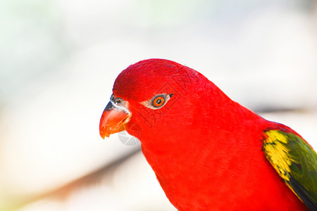 站在树枝上美丽的红鹦鹉鸟洛丽乌斯图片