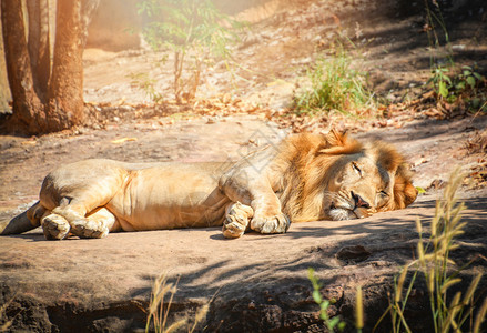 狮子躺在公园野兽之王的地石狩猎中休息图片