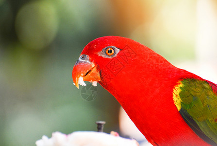 站在树养分上绿色背景美丽的红鹦鹉鸟图片