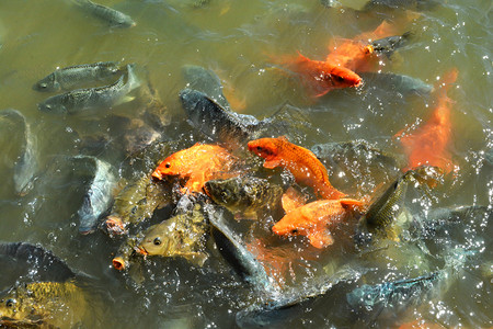 在水面池塘中喂食物背景图片