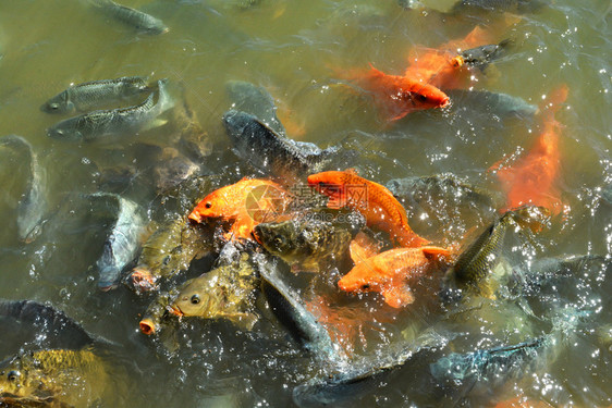 在水面池塘中喂食物图片