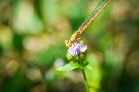 紫色花朵上的黄龙尾苍蝇美丽于大自然绿色模糊背景关闭野生昆虫图片