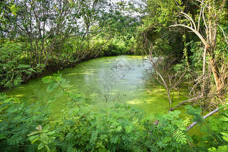 在水面池塘上漂着鸭子在沼泽森林中的绿水下草上种植物和树图片