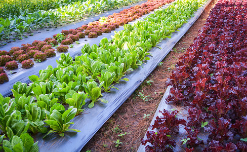在有机种植园场甘蓝绿色和红橡树生菜沙拉图片
