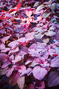 种植工厂蔬菜园种植的新鲜紫色羊毛叶红菠菜厂背景