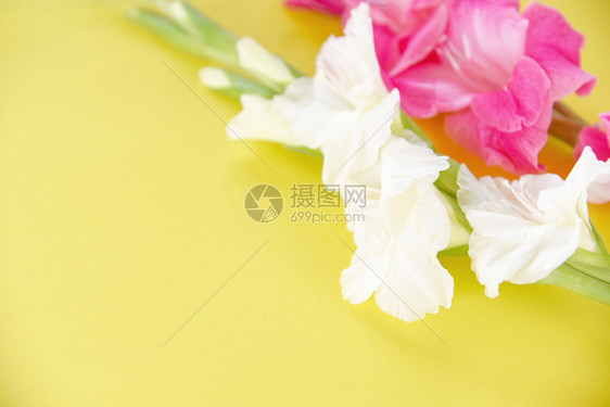 Gladiolus花朵粉色和白在黄背景上与世隔绝复制空间图片