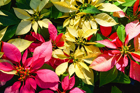 在花园圣诞明星卉中盛开的多彩花朵Euphorbiapulcherrima图片